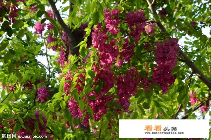 紫色的槐花可否食用，禁忌有哪些