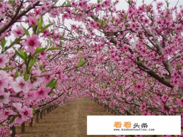 我是邯郸魏县的，想自驾游一天来回附近有什么好玩的地方吗