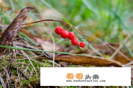 天冬的功效与作用是什么 天冬的功效与作用是什么