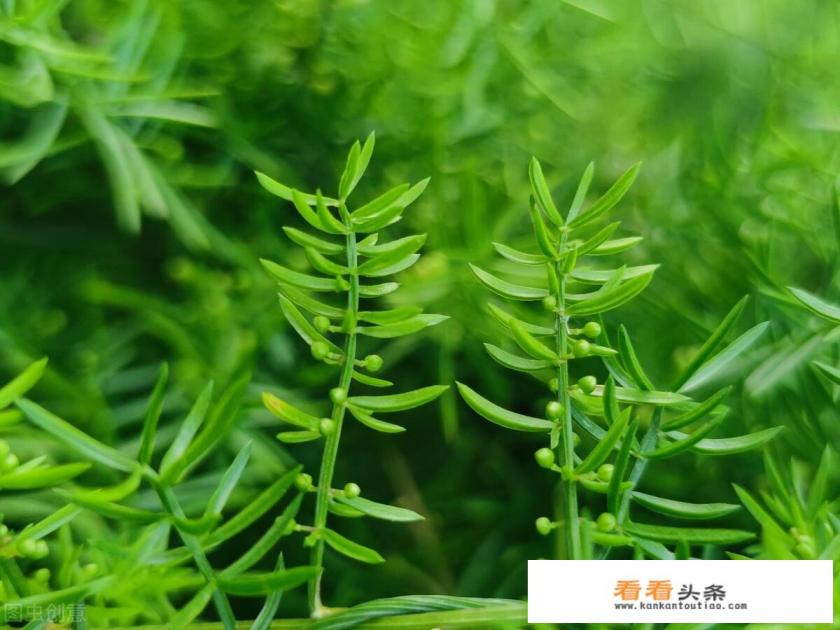 天冬的功效与作用是什么 天冬的功效与作用是什么