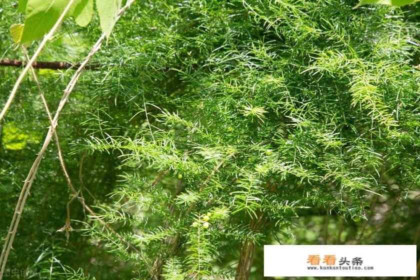 天冬的功效与作用是什么 天冬的功效与作用是什么