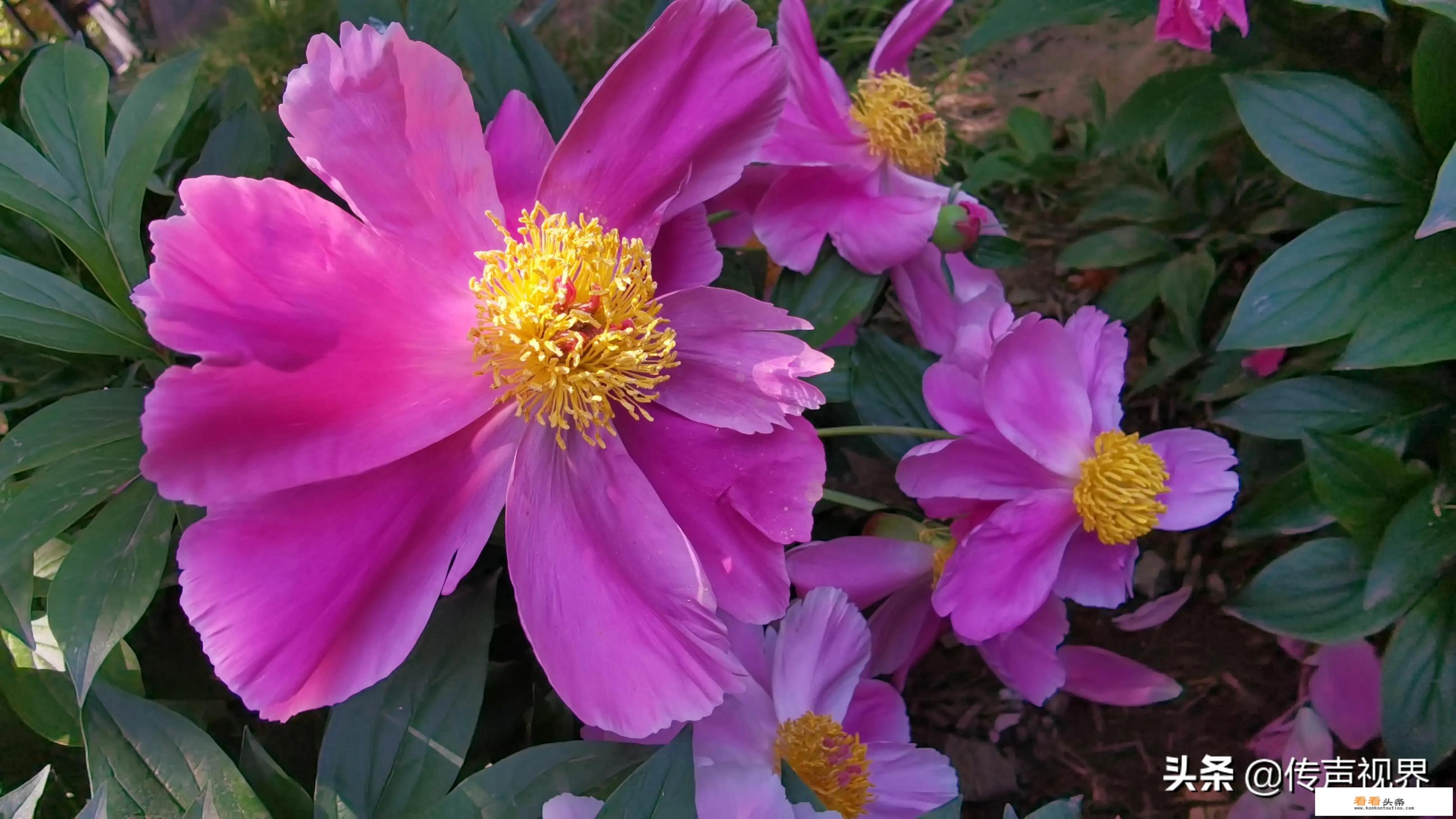 用vivo手机下美颜相机但是拍出来是花的