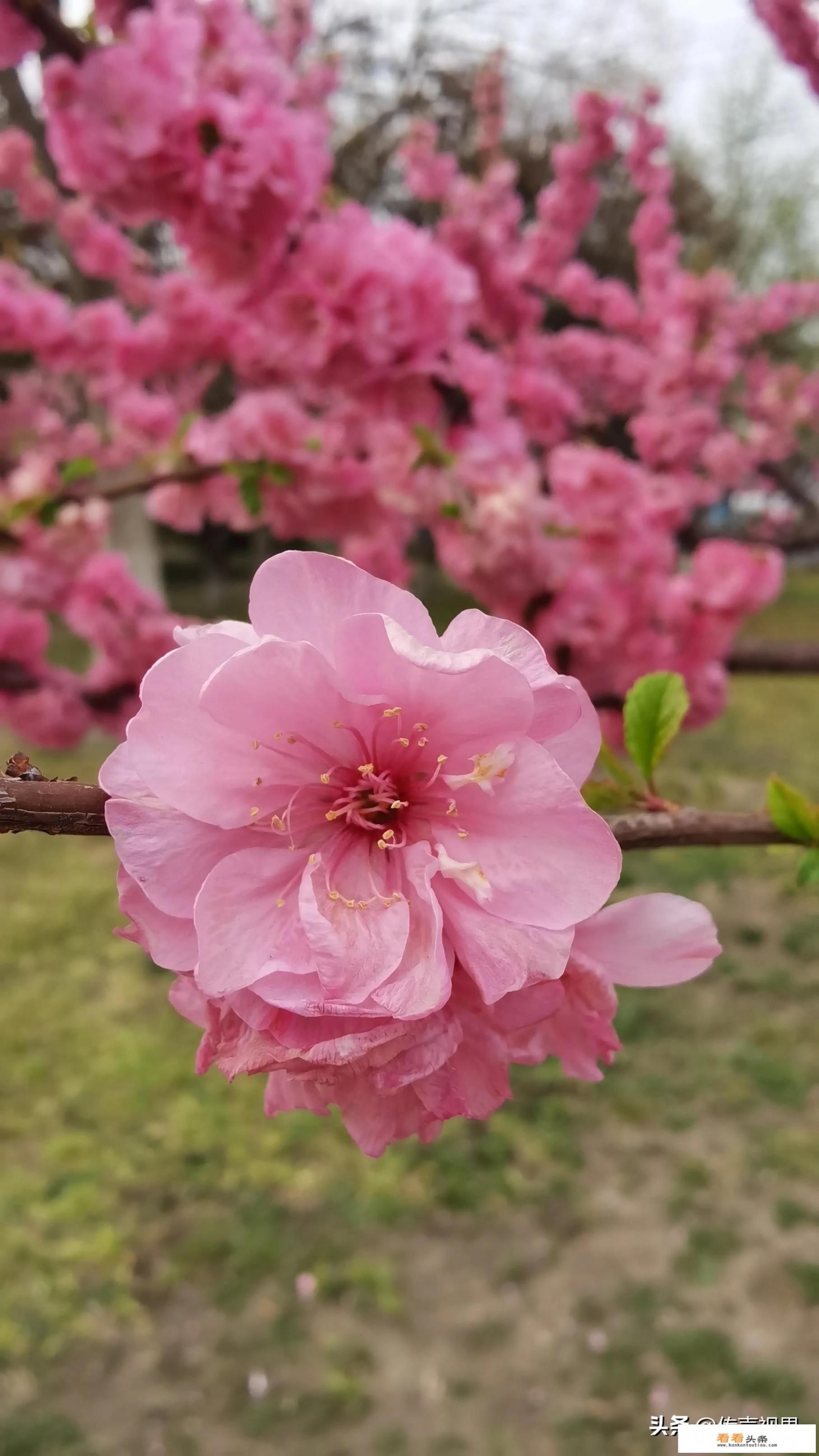 用vivo手机下美颜相机但是拍出来是花的