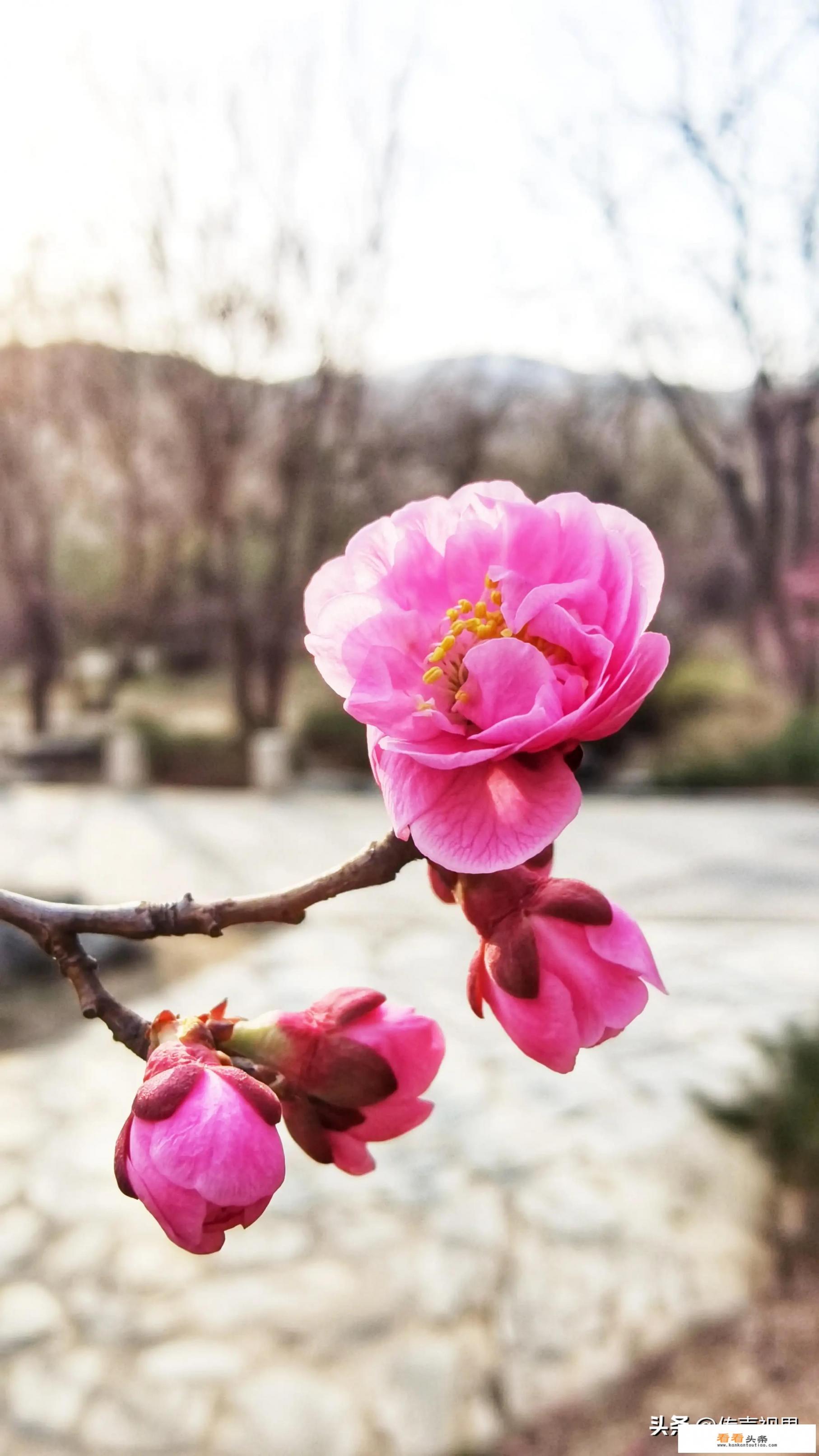 用vivo手机下美颜相机但是拍出来是花的