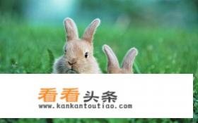 兔子的养殖技术