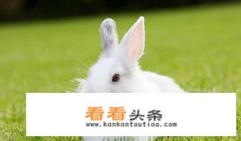 兔子的养殖技术 兔子的养殖技术