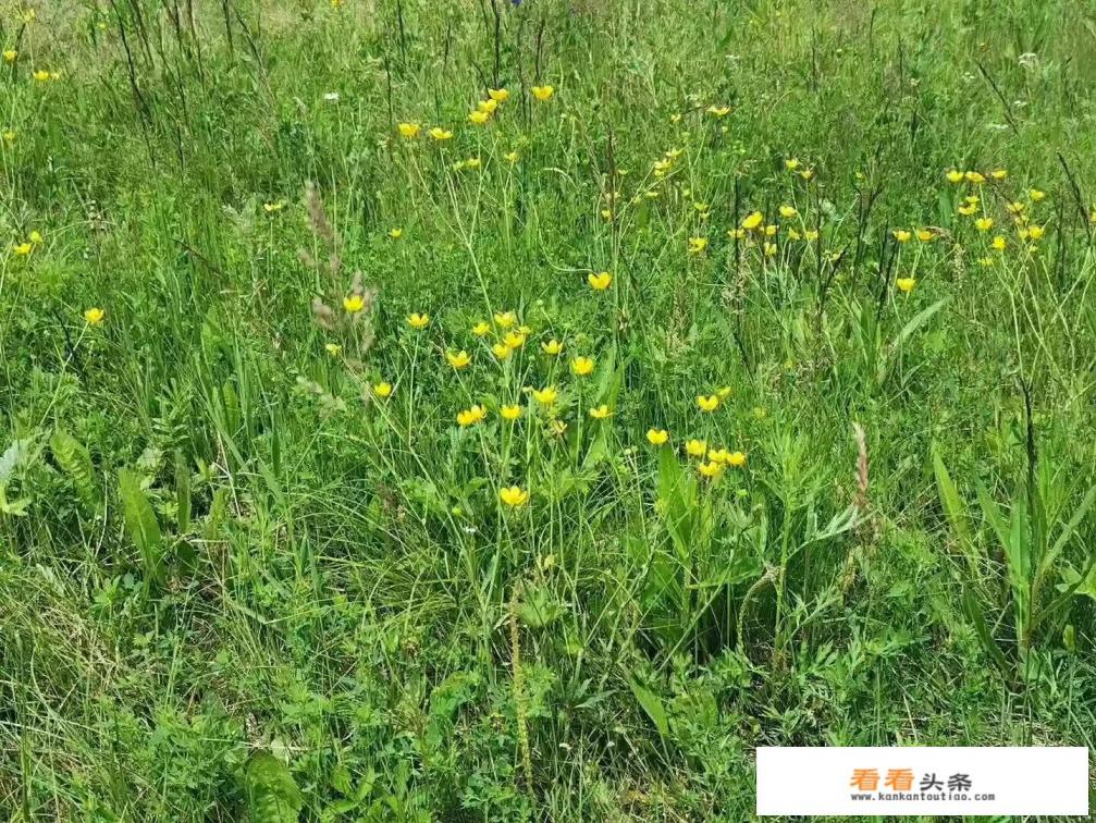 克旗有什么旅游的地方 克旗有什么旅游的地方