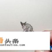 手机上有什么好的画画APP 手机上有什么好的画画APP