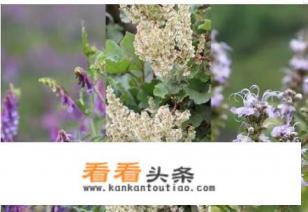 如何用蜂蜜祛斑美白,自制蜂蜜面膜教程 如何用蜂蜜祛斑美白,自制蜂蜜面膜教程