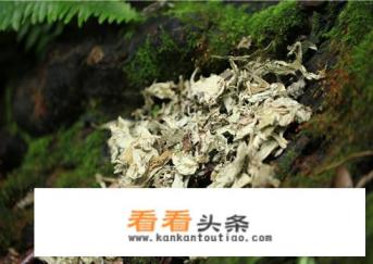 艾草种子怎么种 艾草种子怎么种