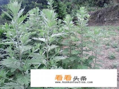 艾草种子怎么种 艾草种子怎么种