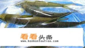 赤鳞鱼的垂钓 *** 有哪些?饵料应该怎么选择 赤鳞鱼的垂钓 *** 有哪些?饵料应该怎么选择