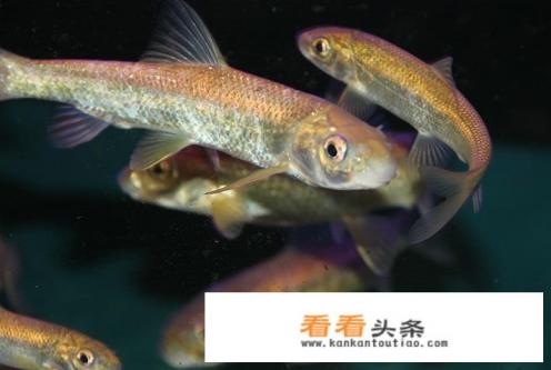 赤鳞鱼的垂钓 *** 有哪些?饵料应该怎么选择 赤鳞鱼的垂钓 *** 有哪些?饵料应该怎么选择