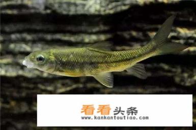 赤鳞鱼的垂钓 *** 有哪些?饵料应该怎么选择 赤鳞鱼的垂钓 *** 有哪些?饵料应该怎么选择