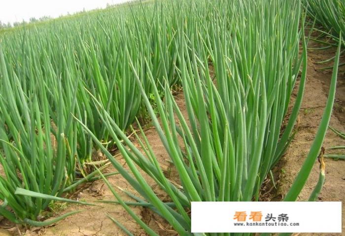 大葱的作用和功效是什么 大葱的作用和功效是什么