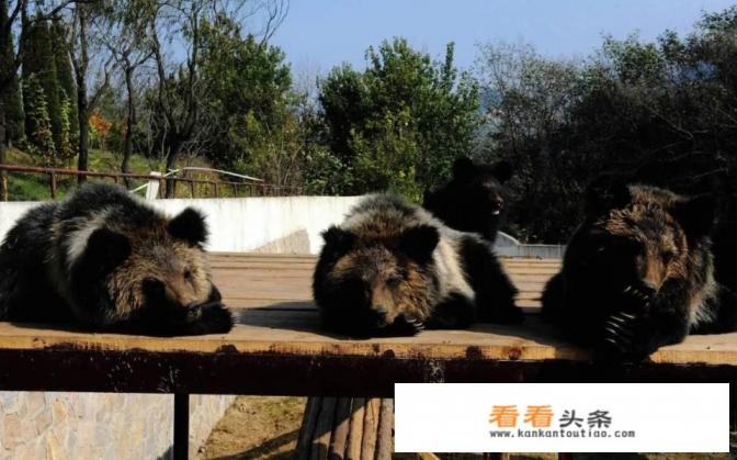 南京游玩打卡攻略带孩子 南京游玩打卡攻略带孩子