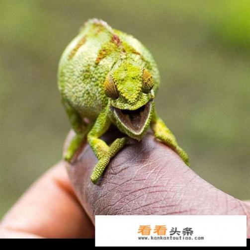 做菜视频怎么录制最有视觉效果 做菜视频怎么录制最有视觉效果