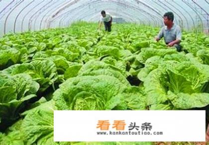 历史上，淮扬菜和鲁菜是怎么成为宫廷菜的