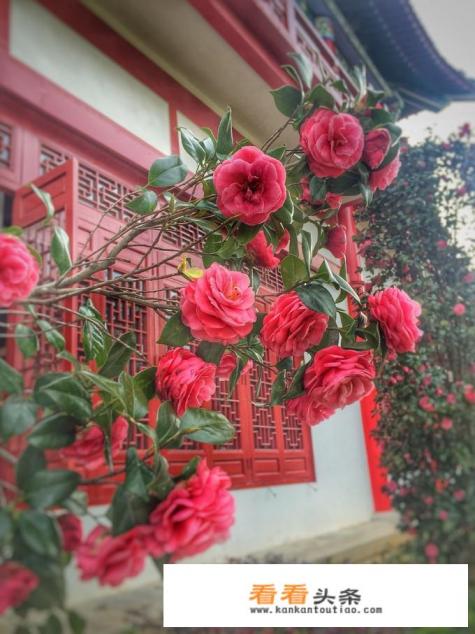 江西婺源最美的景区是哪里 江西婺源最美的景区是哪里