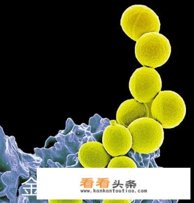 有个搜集食材的gba游戏叫什么 有个搜集食材的gba游戏叫什么