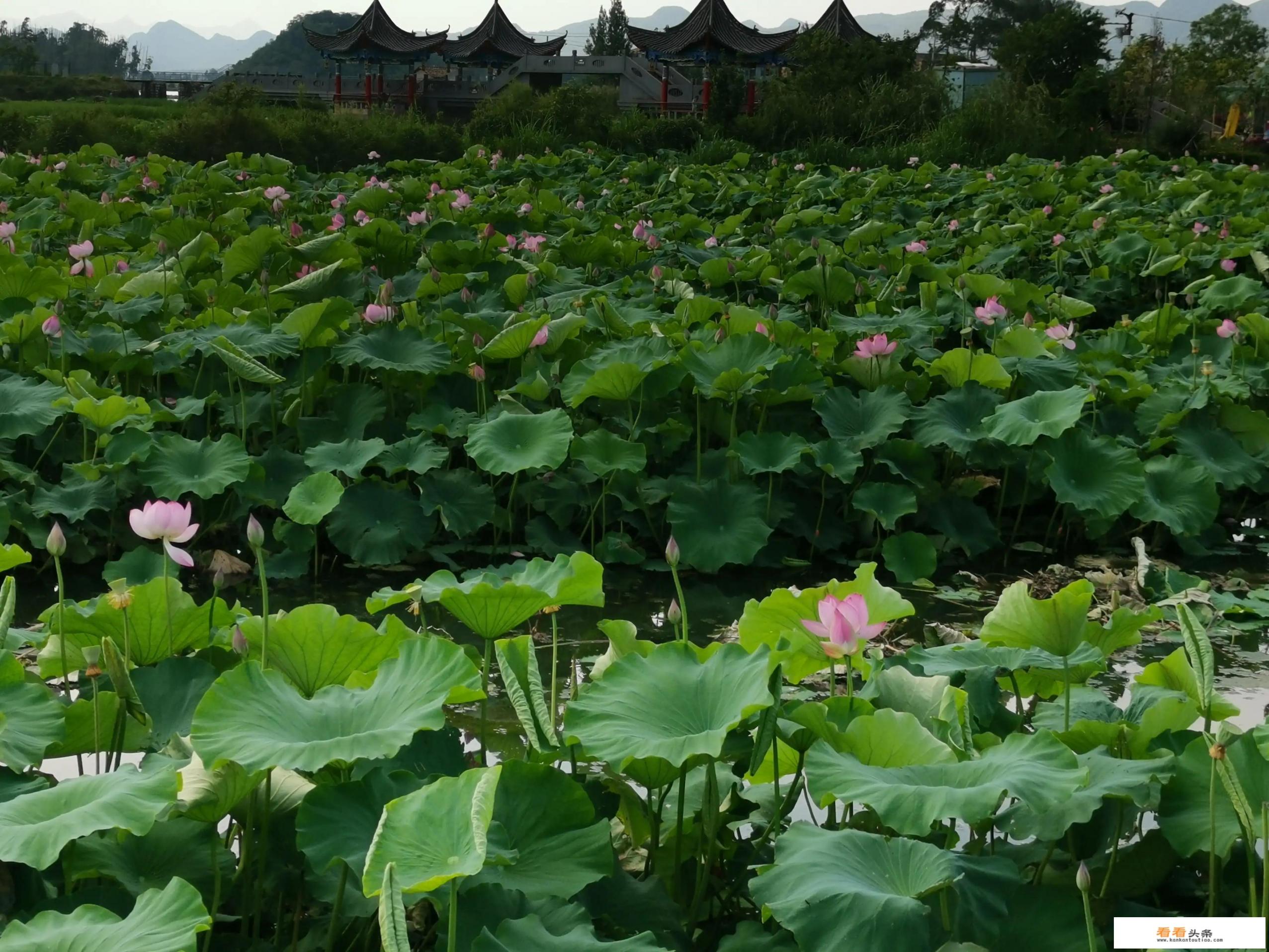 什么季节到普者黑最好,该如何制定攻略 什么季节到普者黑最好,该如何制定攻略