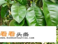 化州市有哪些旅游景点 化州市有哪些旅游景点