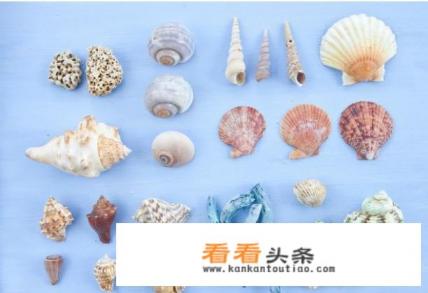 贝壳种类大全 贝壳种类大全