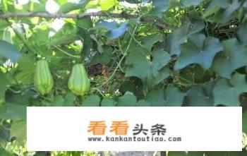 佛手瓜怎样种植 佛手瓜怎样种植