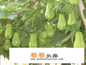 佛手瓜怎样种植 佛手瓜怎样种植