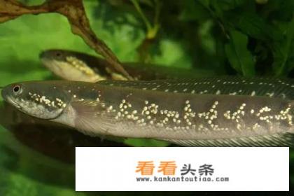 七星鱼和黑鱼的区别 七星鱼和黑鱼的区别