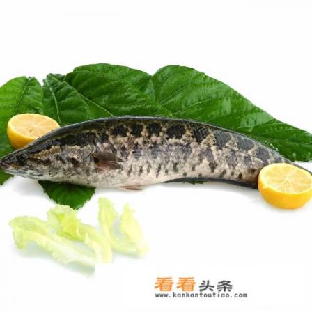 七星鱼和黑鱼的区别 七星鱼和黑鱼的区别