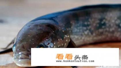 七星鱼和黑鱼的区别 七星鱼和黑鱼的区别