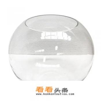 5元小乌龟怎么养才不会死