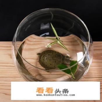 5元小乌龟怎么养才不会死 5元小乌龟怎么养才不会死