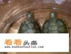 5元小乌龟怎么养才不会死 5元小乌龟怎么养才不会死