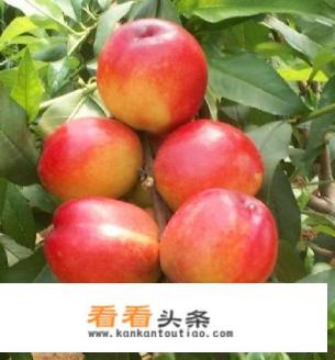 如何打造完整水果产业链