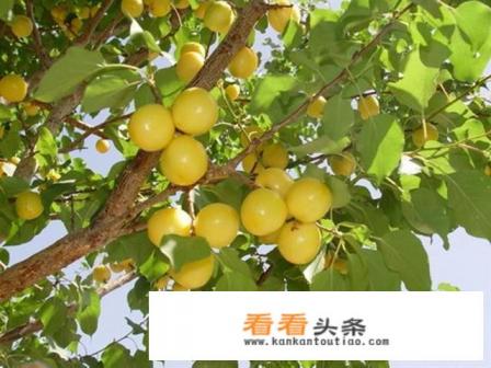 如何打造完整水果产业链