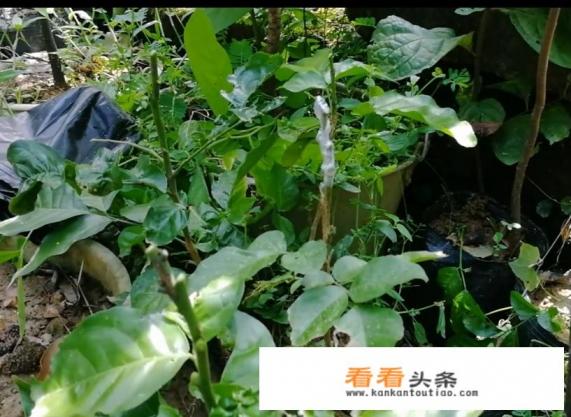 黄皮嫁接技术大全