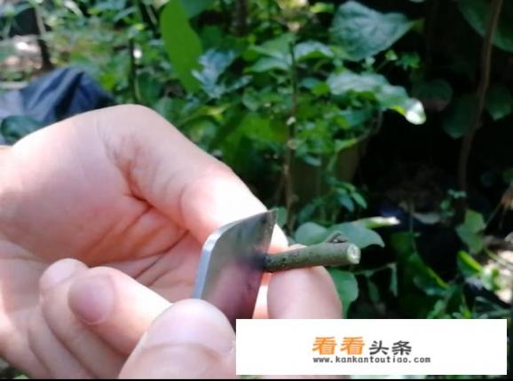 黄皮嫁接技术大全