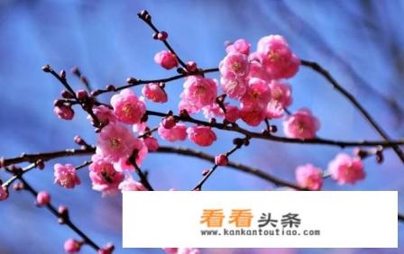 每个月的生日守护花