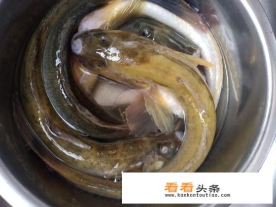 海楞巴鱼炖豆腐的做法
