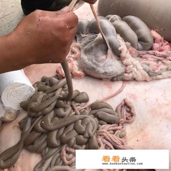 羊血肠的正确做法