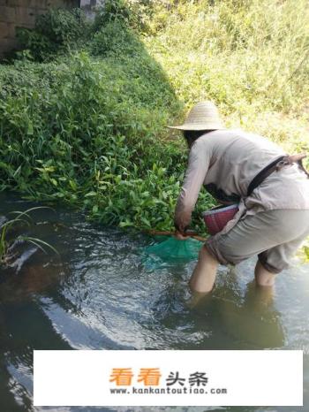 河虾抓捕妙招 河虾抓捕妙招