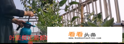 过期啤酒浇花的正确 *** 