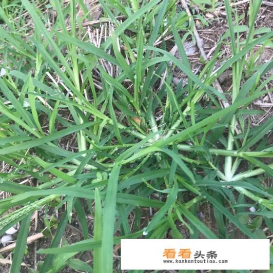 牛筋草是不是板筋草