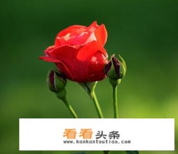 识别植物的APP软件有哪些