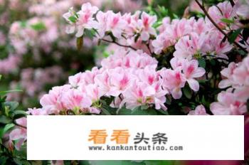 识别植物的APP软件有哪些