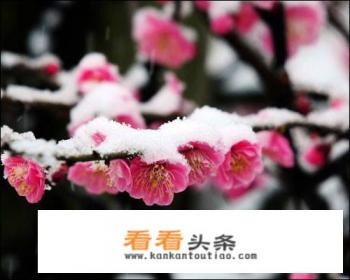 冬天日本有什么花