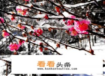 冬天日本有什么花