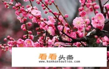 冬天日本有什么花